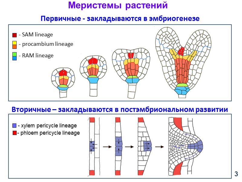 Первичные - закладываются в эмбриогенезе  3 - xylem pericycle lineage - phloem pericycle